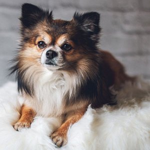 Chihuahua (a pelo lungo)