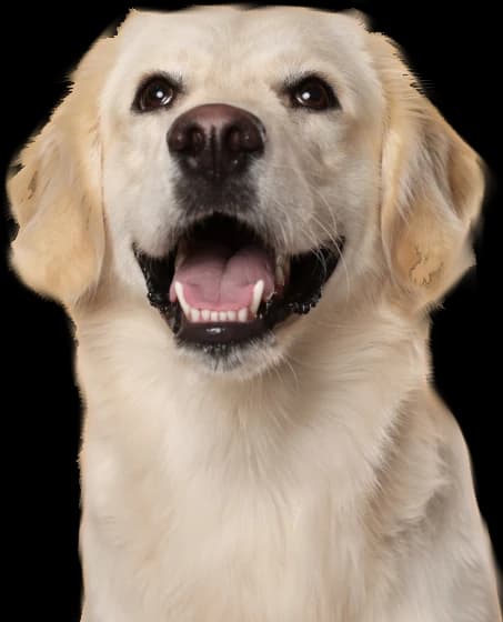 labrador
